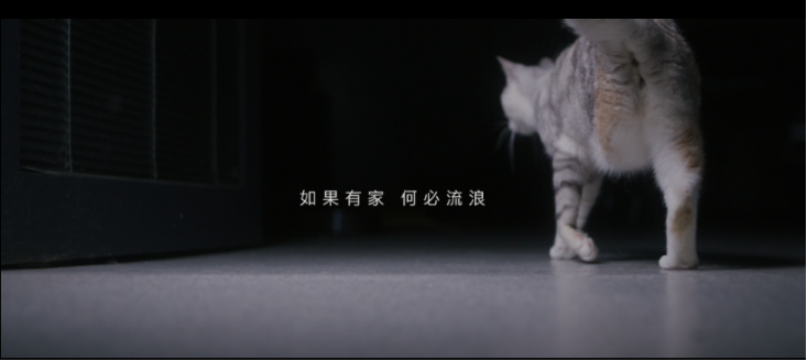 关爱流浪猫！COLMO纪录片《很高兴遇见你》，引人深思！